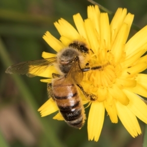 Apis mellifera at Fraser, ACT - 31 Jan 2024 10:18 AM