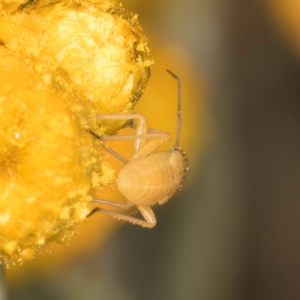 Miridae (family) at Dunlop Grassland (DGE) - 31 Jan 2024