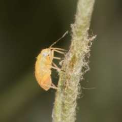 Miridae (family) at Fraser, ACT - 31 Jan 2024 10:20 AM