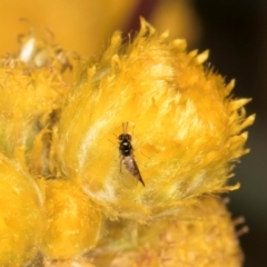 Eulophidae (family) at Fraser, ACT - 31 Jan 2024