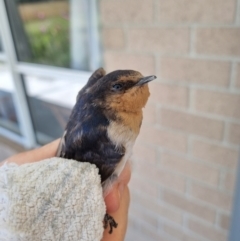 Hirundo neoxena (Welcome Swallow) at Burra, NSW - 2 Feb 2024 by Shairlyn