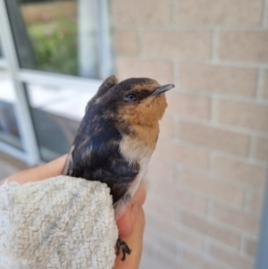 Hirundo neoxena at QPRC LGA - 2 Feb 2024