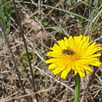 Lasioglossum (Chilalictus) sp. (genus & subgenus) (Halictid bee) at Griffith, ACT - 9 Jan 2024 by BrendanG