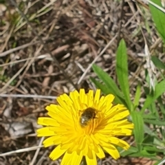 Lasioglossum (Chilalictus) sp. (genus & subgenus) at Griffith Woodland (GRW) - 10 Jan 2024