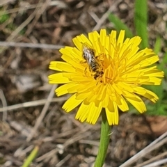 Lasioglossum (Chilalictus) sp. (genus & subgenus) at Griffith Woodland (GRW) - 10 Jan 2024 10:53 AM