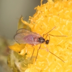 Sciaroidea sp. (Superfamily) (A fungus gnat or gall midge) at Fraser, ACT - 31 Jan 2024 by kasiaaus