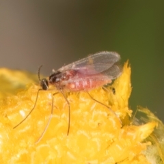 Sciaroidea sp. (Superfamily) at Fraser, ACT - 31 Jan 2024