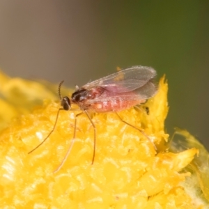 Sciaroidea sp. (Superfamily) at Fraser, ACT - 31 Jan 2024