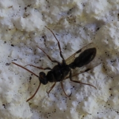 Unidentified Wasp (Hymenoptera, Apocrita) at Lyons, ACT - 2 Feb 2024 by ran452