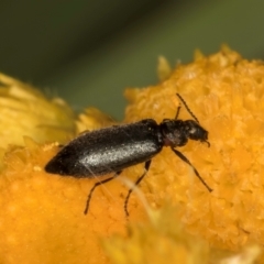 Dasytinae (subfamily) (Soft-winged flower beetle) at Fraser, ACT - 31 Jan 2024 by kasiaaus