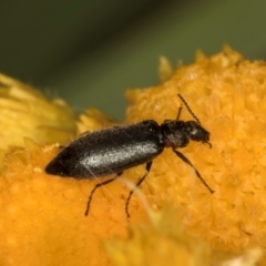 Dasytinae (subfamily) (Soft-winged flower beetle) at Dunlop Grassland (DGE) - 30 Jan 2024 by kasiaaus