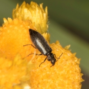 Dasytinae (subfamily) at Fraser, ACT - 31 Jan 2024 10:40 AM