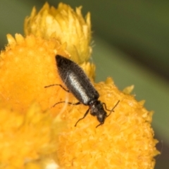 Dasytinae (subfamily) at Dunlop Grassland (DGE) - 31 Jan 2024