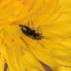 Dasytinae (subfamily) at Dunlop Grassland (DGE) - 31 Jan 2024