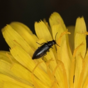 Dasytinae (subfamily) at Fraser, ACT - 31 Jan 2024 10:40 AM