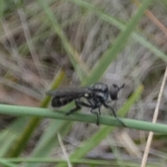 Unidentified Robber fly (Asilidae) at QPRC LGA - 31 Jan 2024 by Paul4K