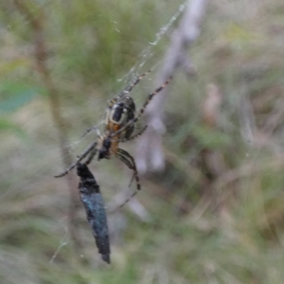 Plebs bradleyi (Enamelled spider) at Boro - 31 Jan 2024 by Paul4K