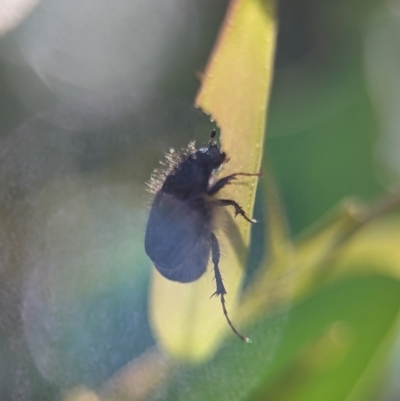 Liparetrus sp. (genus) (Chafer beetle) at Tharwa, ACT - 27 Jan 2024 by Miranda