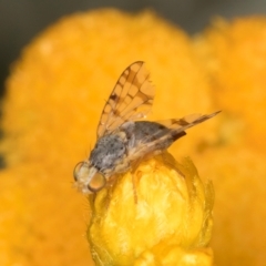 Austrotephritis pelia (Australian Fruit Fly) at Fraser, ACT - 31 Jan 2024 by kasiaaus