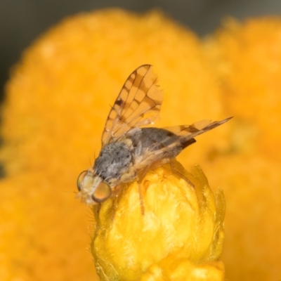 Austrotephritis pelia (Australian Fruit Fly) at Dunlop Grassland (DGE) - 30 Jan 2024 by kasiaaus