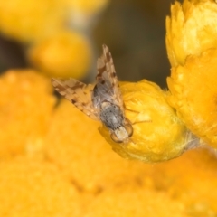 Austrotephritis pelia at Fraser, ACT - 31 Jan 2024