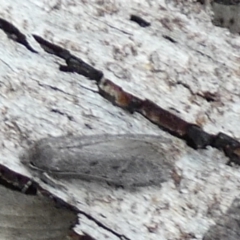 Philobota (genus) (Unidentified Philobota genus moths) at QPRC LGA - 31 Jan 2024 by Paul4K