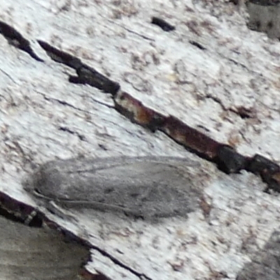 Philobota (genus) (Unidentified Philobota genus moths) at Borough, NSW - 31 Jan 2024 by Paul4K