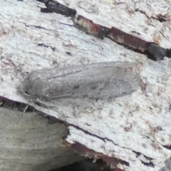 Philobota (genus) at QPRC LGA - suppressed