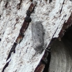 Philobota (genus) at QPRC LGA - suppressed