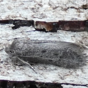 Philobota (genus) at QPRC LGA - 31 Jan 2024