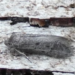 Philobota (genus) at QPRC LGA - 31 Jan 2024