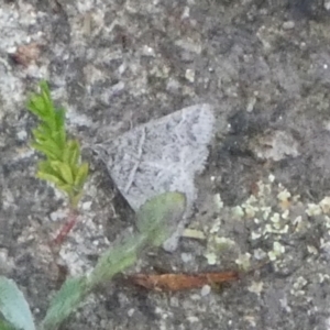 Dichromodes explanata at Boro - 31 Jan 2024