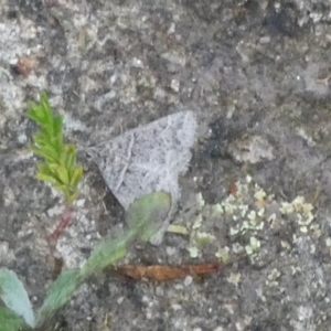 Dichromodes explanata at Boro - 31 Jan 2024