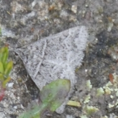 Dichromodes explanata at Boro - suppressed