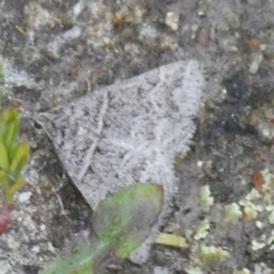 Dichromodes explanata at Boro - 31 Jan 2024