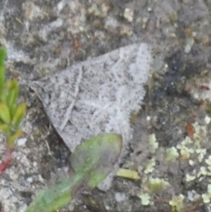 Dichromodes explanata at Boro - suppressed