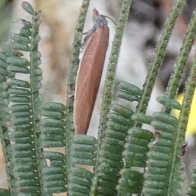 Unidentified Tortricid moth (Tortricidae) at Boro - 31 Jan 2024 by Paul4K