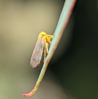 Unidentified Leafhopper or planthopper (Hemiptera, several families) at Tharwa, ACT - 27 Jan 2024 by Miranda