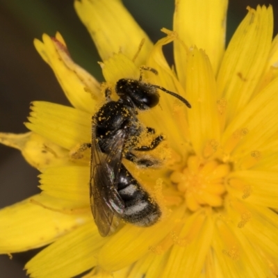 Lasioglossum (Chilalictus) lanarium (Halictid bee) at Dunlop Grassland (DGE) - 30 Jan 2024 by kasiaaus