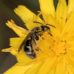 Lasioglossum (Chilalictus) lanarium at Dunlop Grassland (DGE) - 31 Jan 2024