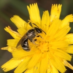 Lasioglossum (Chilalictus) lanarium at Fraser, ACT - 31 Jan 2024 10:47 AM