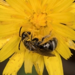 Lasioglossum (Chilalictus) lanarium at Dunlop Grassland (DGE) - 31 Jan 2024