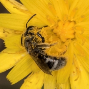 Lasioglossum (Chilalictus) lanarium at Dunlop Grassland (DGE) - 31 Jan 2024