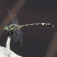 Austroepigomphus praeruptus (Twin-spot Hunter) by JohnBundock