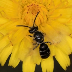 Lasioglossum (Chilalictus) sp. (genus & subgenus) at Fraser, ACT - 31 Jan 2024 10:47 AM