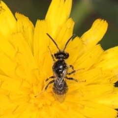 Lasioglossum (Chilalictus) sp. (genus & subgenus) at Fraser, ACT - 31 Jan 2024 10:47 AM