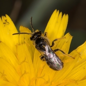 Lasioglossum (Chilalictus) sp. (genus & subgenus) at Fraser, ACT - 31 Jan 2024 10:47 AM