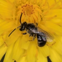 Lasioglossum (Chilalictus) sp. (genus & subgenus) at Fraser, ACT - 31 Jan 2024 10:47 AM