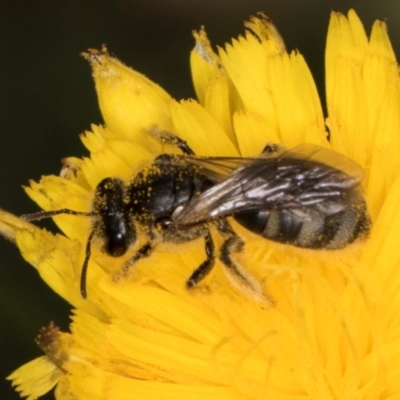 Lasioglossum (Chilalictus) lanarium (Halictid bee) at Dunlop Grassland (DGE) - 30 Jan 2024 by kasiaaus
