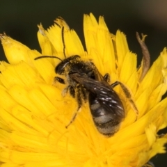 Lasioglossum (Chilalictus) lanarium at Dunlop Grassland (DGE) - 31 Jan 2024